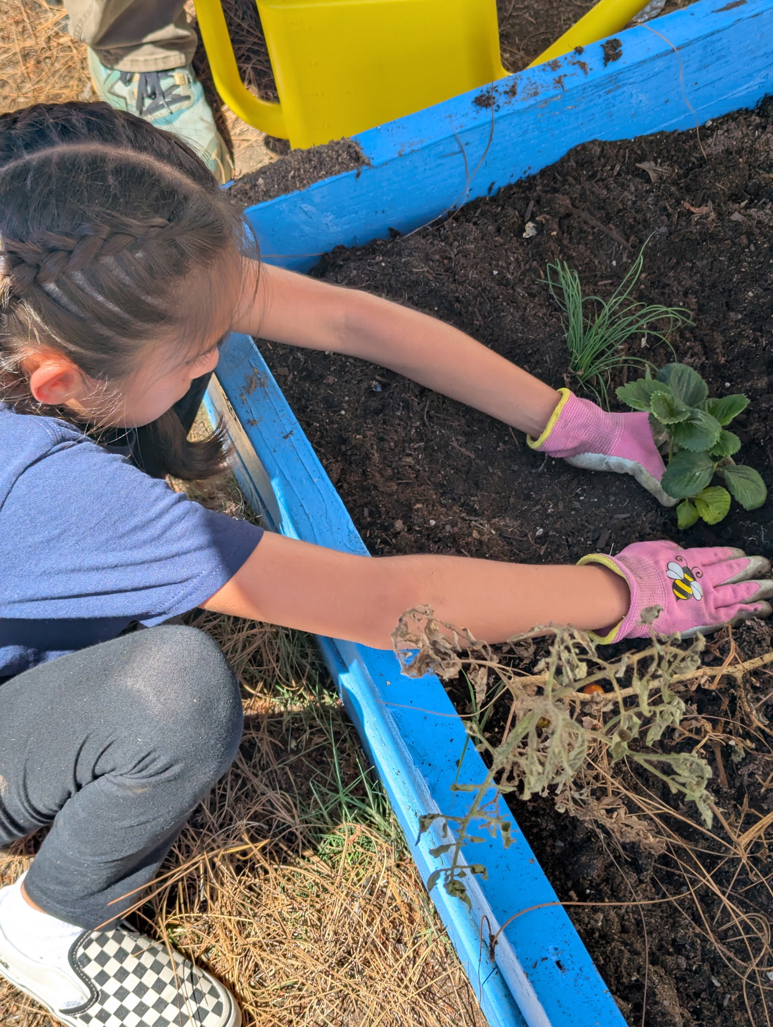 Planting at Ynez